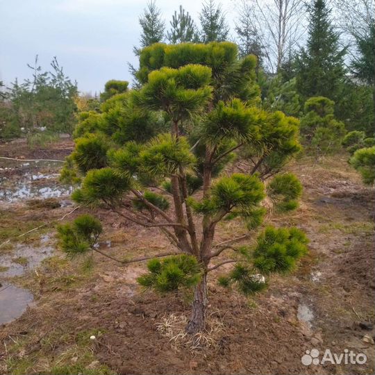 Бонсай из сосны