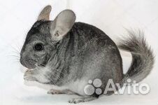 Подарок ребенку к дню рождения и не только