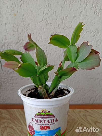 Декабрист шлюмбергера