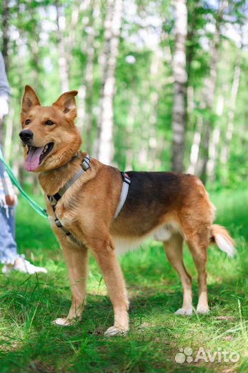 Молодой пес Модус из приюта ищет дом