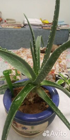 Кактусы и суккуленты