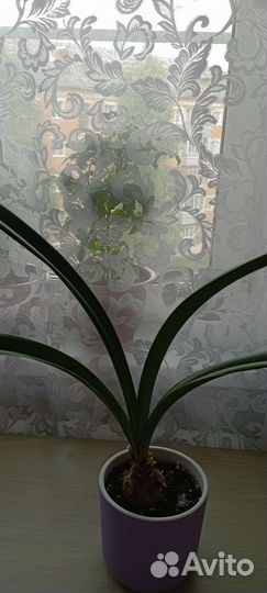 Гиппиаструм