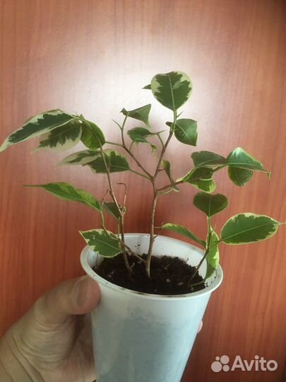 Фикус бенджамина, микрокарпа, мята и др