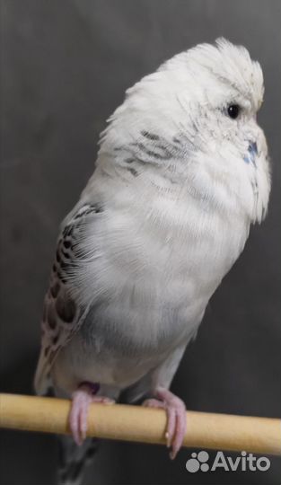 Ввп Чех самец