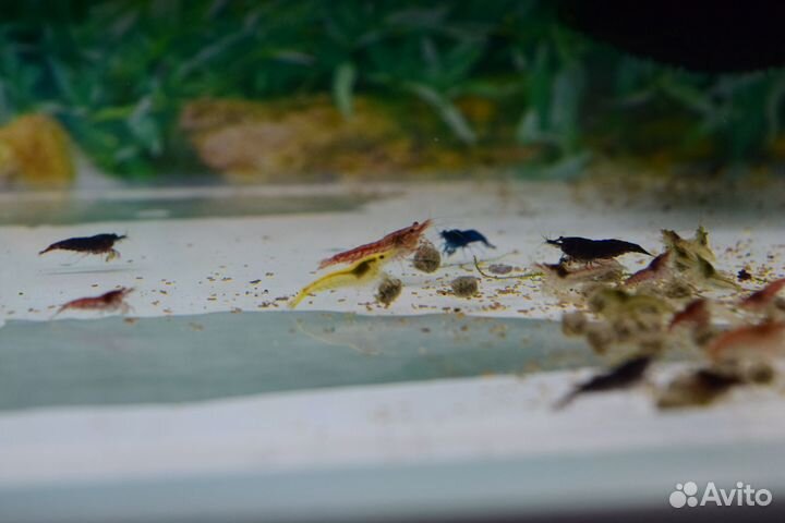 Аквариумные креветки, растения