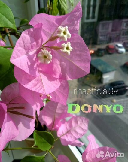 Бугенвиллии - 2. Laterita, Scarlet Glory Orange