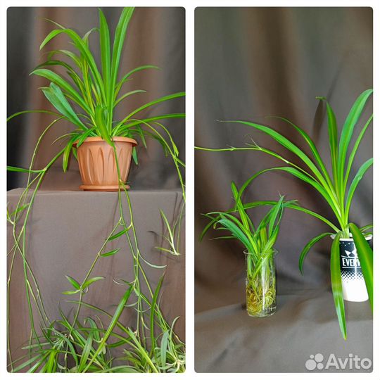 Хлорофитум