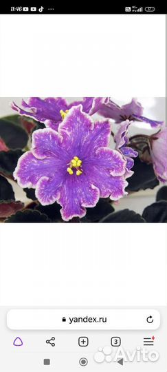 Фиалка ле-изюм