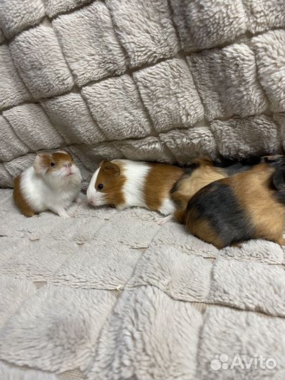 Морские свинки