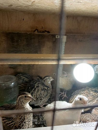 Петухи перепелов молодняк