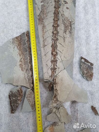 Окаменевшая рыба