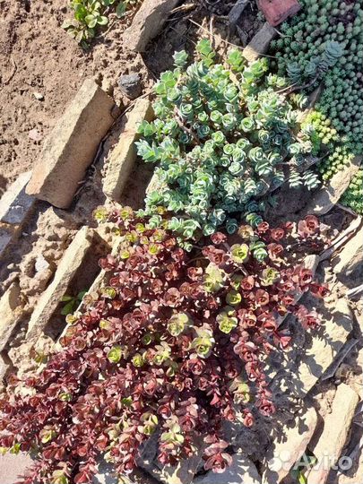 Многолетние цветы