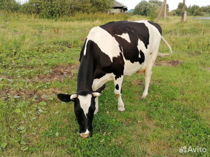Корова стельная дойная
