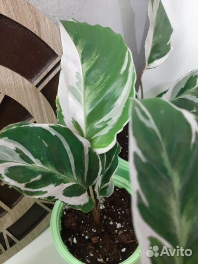 Калатея Вайт Фьюжн