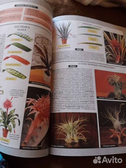 Все о комнатных растениях