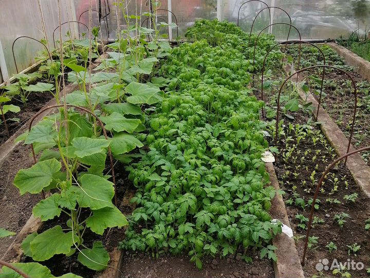 Рассада помидоров томатов