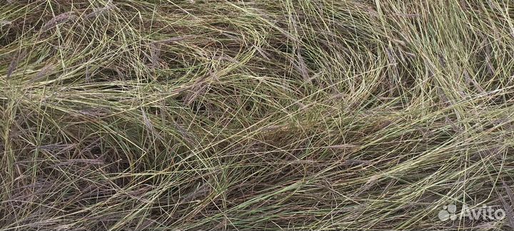 Сено в тюках