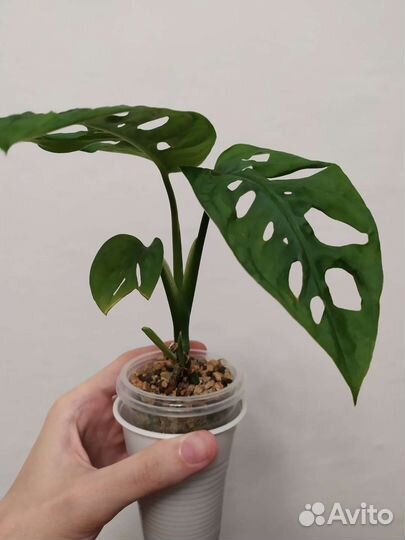 Монстера манки лиф