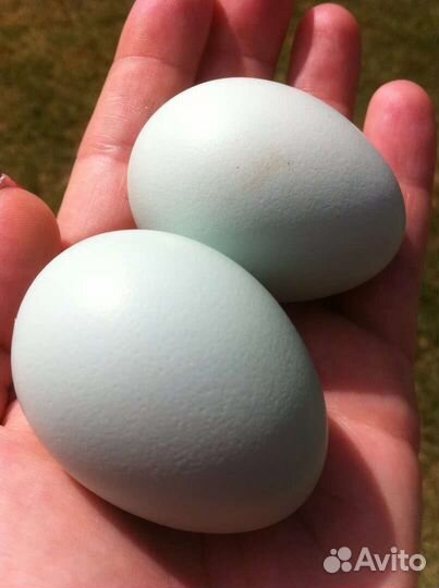 Инкубационное яйцо кур Араукана и Амераукан Легбар