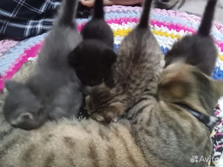 Котята в добрые руки 1 месяц