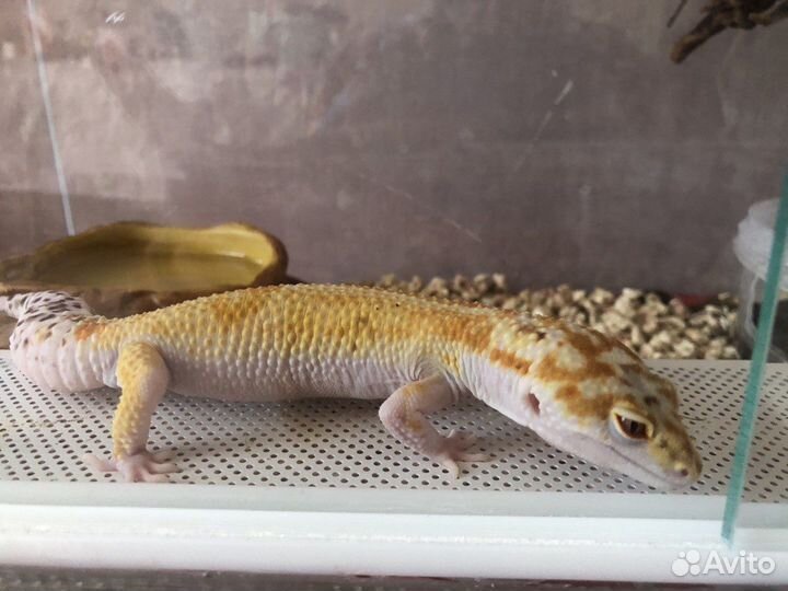 Ящерица эублефар