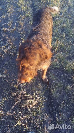 Охотничья собака