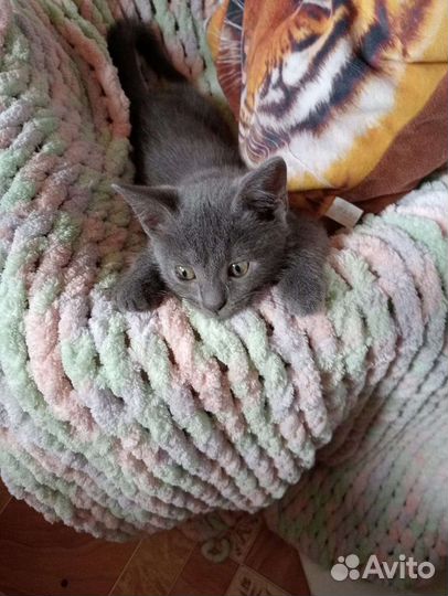 Кошка