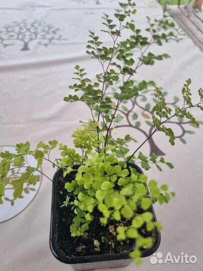 Адиантум венерин волос