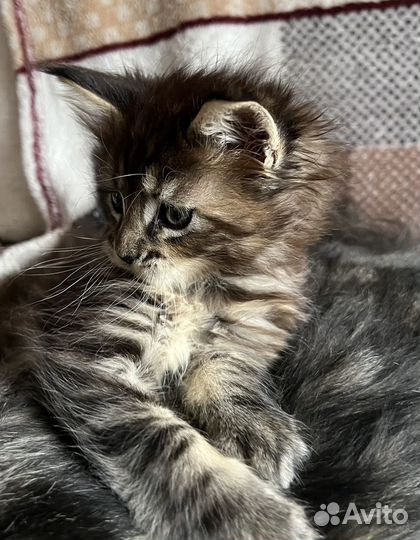 Котята мейн-кун