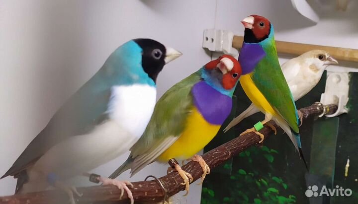 Амадины Гульда