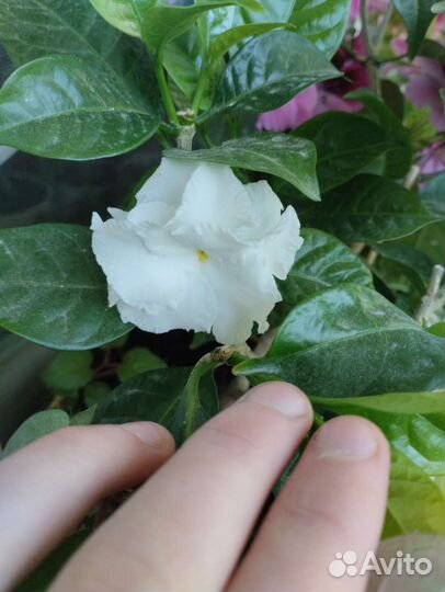 Табернемонтана