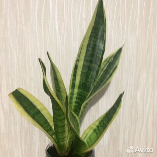 Сансевиерия Футура суперба