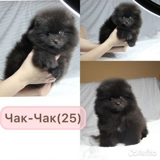 Мини Померанцы в Казани