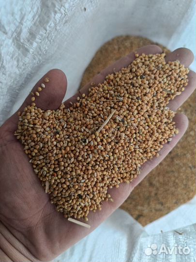 Просо жёлтое