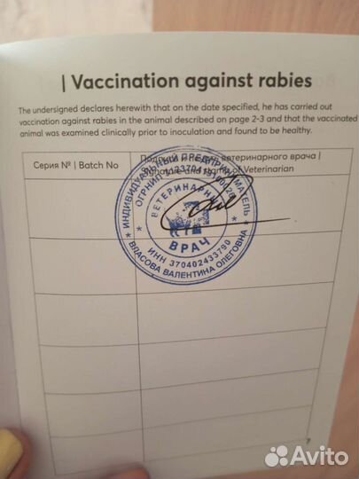 Джек Рассел терьер