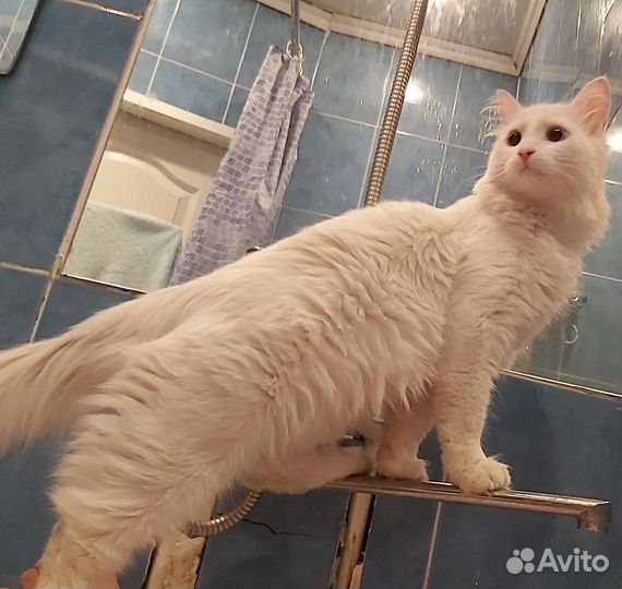 Потерялся кот