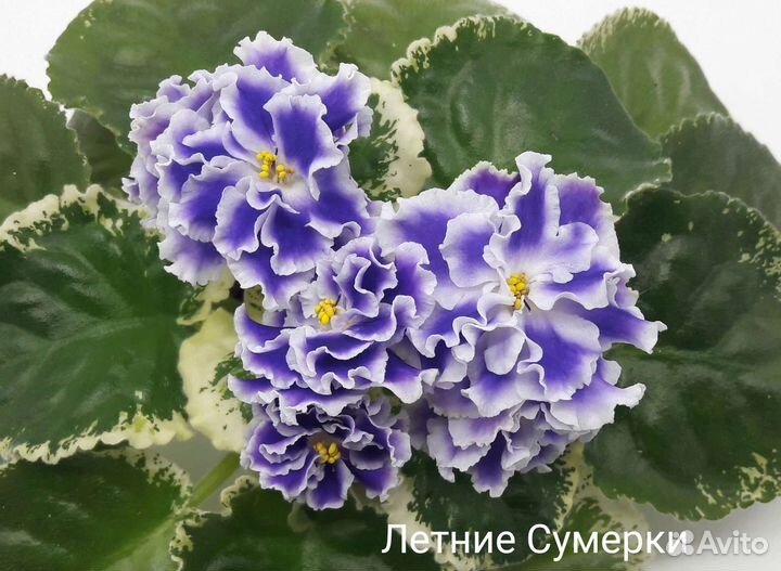 Летние сумерки Фиалка