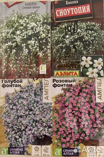 Рассада бакопы