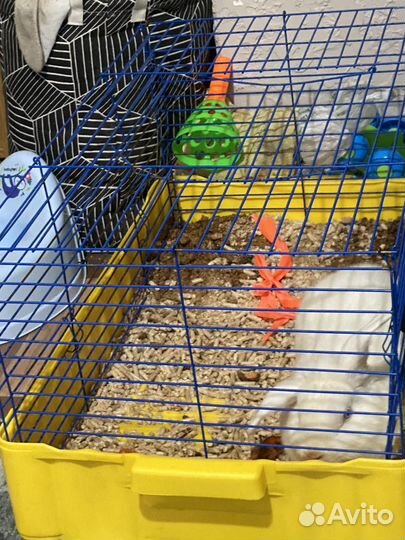 Отдам в добрые руки кролика