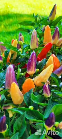 Перец острый, саженцы и семена