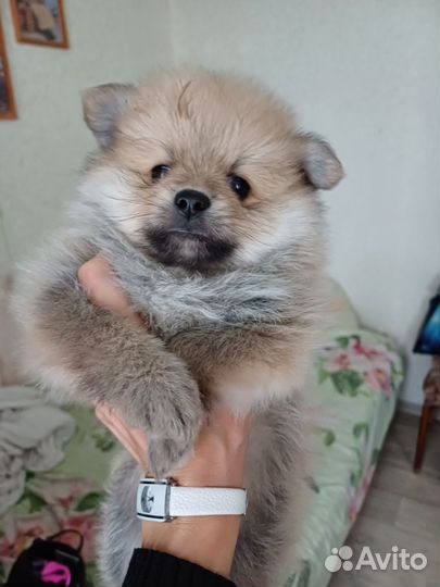 Шпиц мерле