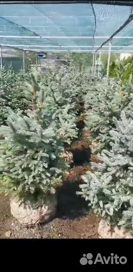 Туи, елки - продажа, посадка, доставка