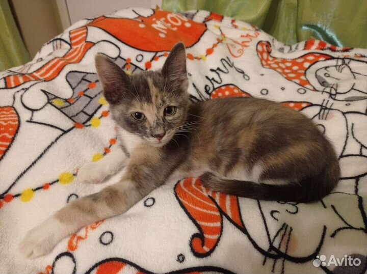 Отдам котенка в добрые руки