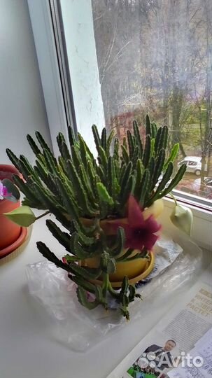 Кактус цветущий