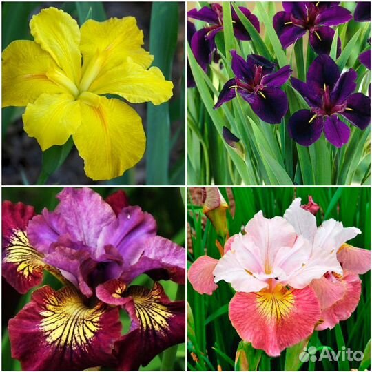 Ирис сибирский