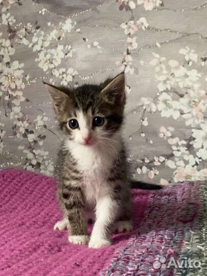 Котята 2 мес