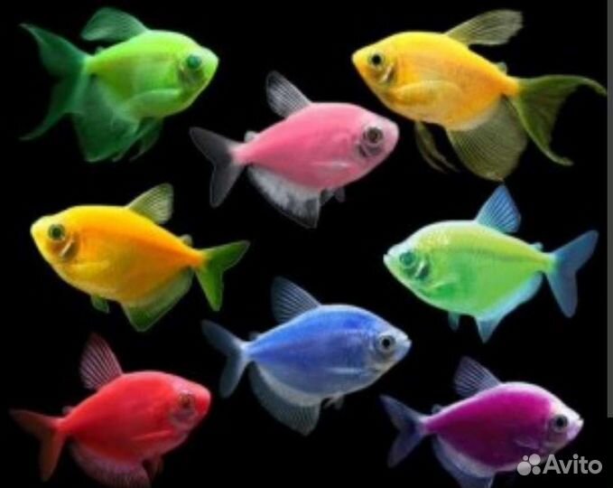Рыбки тернеции, Данио и многое другое