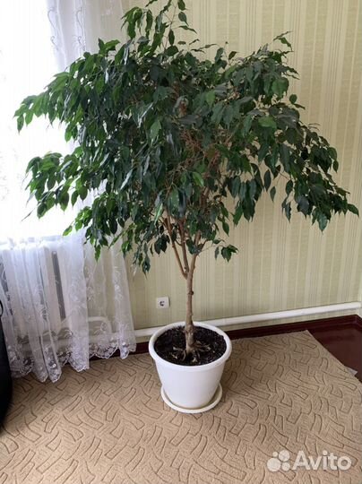 Фикус Бенжамина