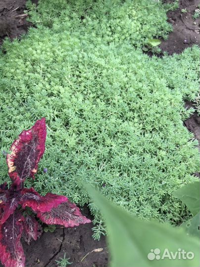 Очиток почвопокровный