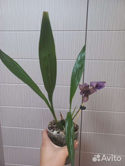 Орхидея зигопеталум